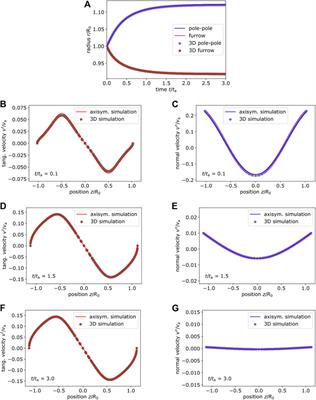 A Three-Dimensional Numerical Model of an Active Cell Cortex in the Viscous Limit